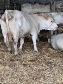 4d1fff5bc6726427de323305a051935402bf414403160