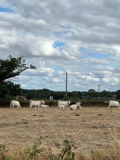 Image No.5-4 Bed Commercial for sale