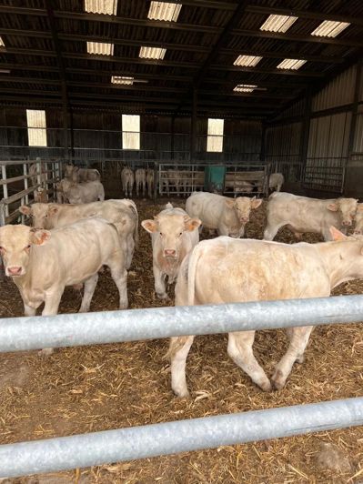 Image No.6-4 Bed Commercial for sale