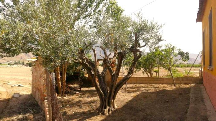 Image No.7-Maison de campagne de 3 chambres à vendre à Orihuela