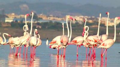 Flamboyance-of-Flamingos