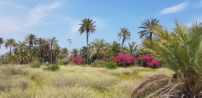 Image No.18-5 Bed Finca for sale