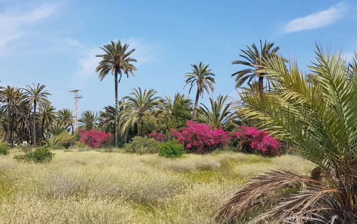 Image No.5-8 Bed Finca for sale