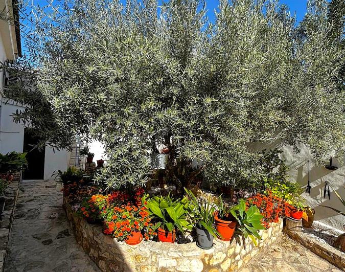 Image No.4-Finca de 2 chambres à vendre à Benejúzar