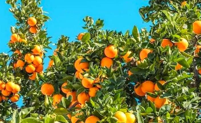 Image No.15-4 Bed Villa / Detached for sale