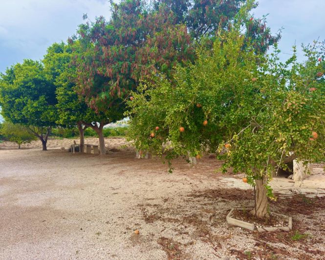 Image No.15-3 Bed Finca for sale