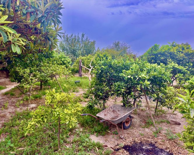 Image No.16-3 Bed Finca for sale