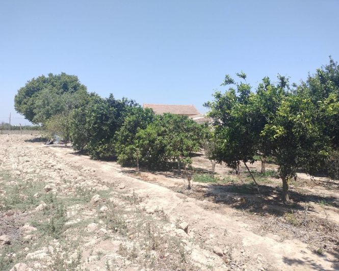 Image No.18-3 Bed Finca for sale