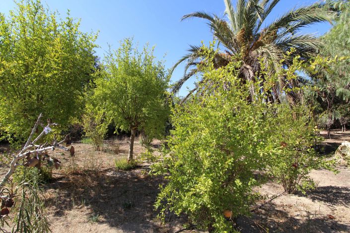 Image No.29-Villa de 2 chambres à vendre à Elche