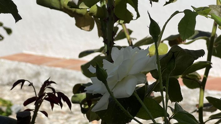 Image No.16-5 Bed Country House for sale