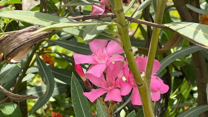 Image No.25-Maison de campagne de 3 chambres à vendre à Almogia
