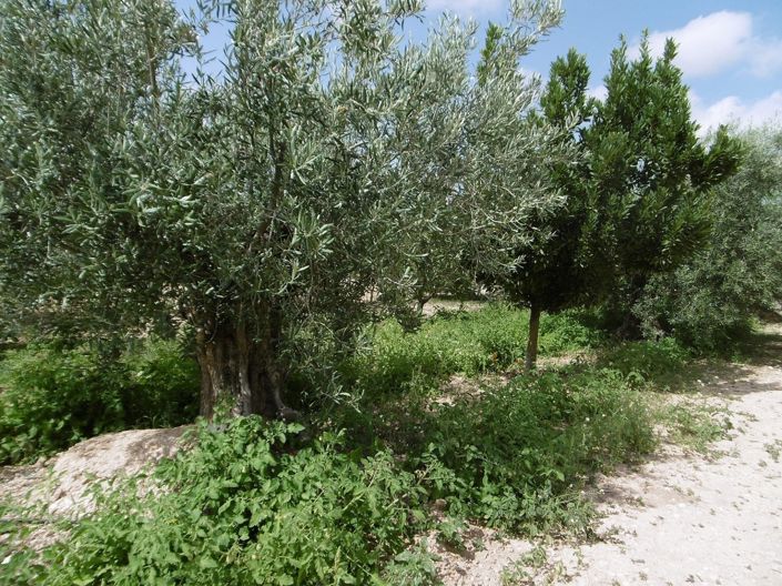 Image No.20-4 Bed Villa for sale