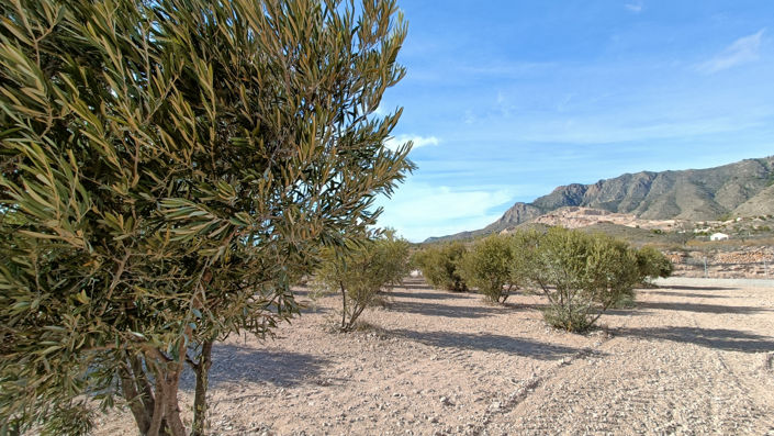 Image No.39-3 Bed Villa for sale