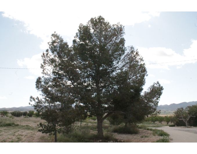 Image No.32-6 Bed Country House for sale