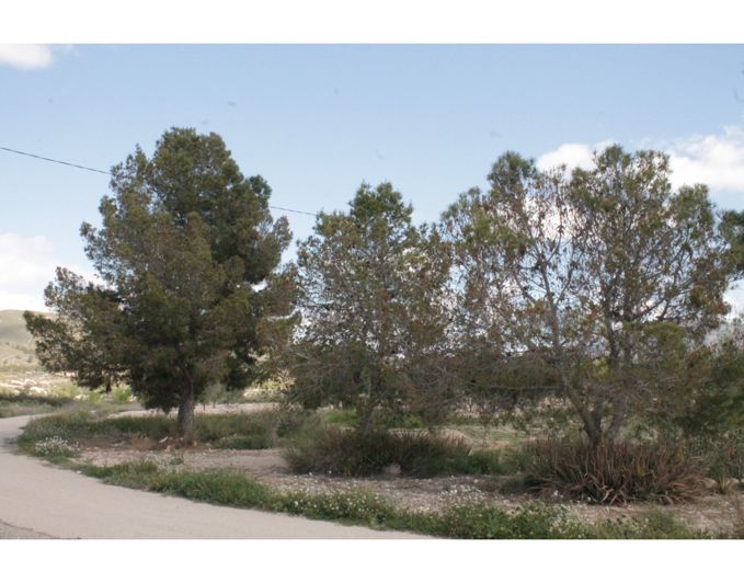 Image No.41-6 Bed Country House for sale