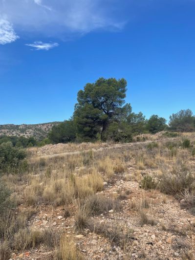 Image No.20-Terre de 2 chambres à vendre à Pinoso