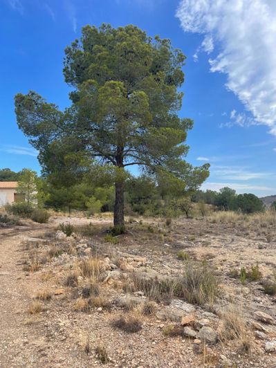 Image No.26-Terre de 2 chambres à vendre à Pinoso