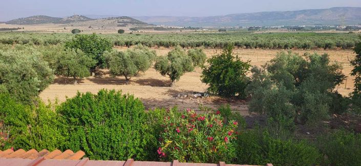 Image No.38-Villa de 3 chambres à vendre à Biar