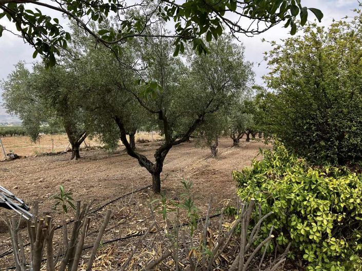 Image No.45-Villa de 3 chambres à vendre à Biar