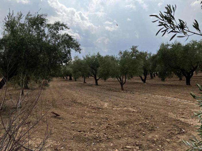 Image No.46-Villa de 3 chambres à vendre à Biar