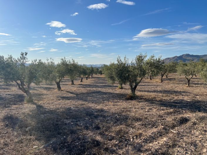 Image No.14-Finca de 1 chambre à vendre à Sax