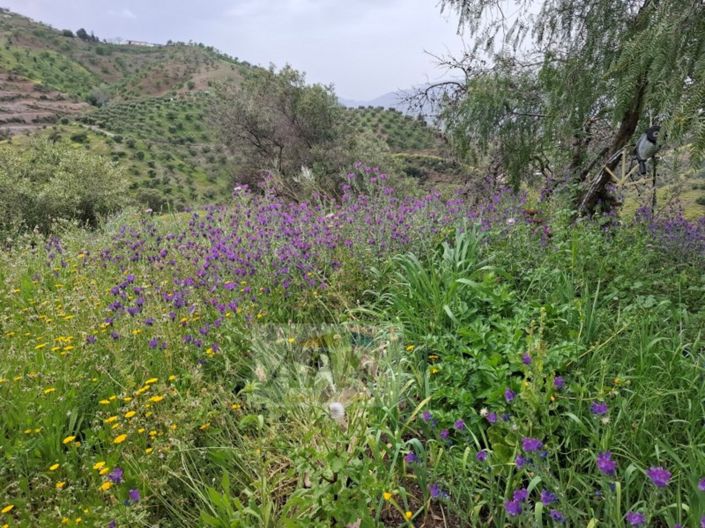 Image No.26-3 Bed Country House for sale