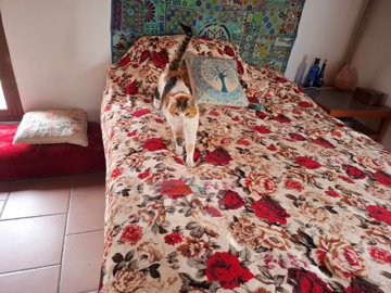 id0a686501-0000-0500-0000-0000171f9f8e