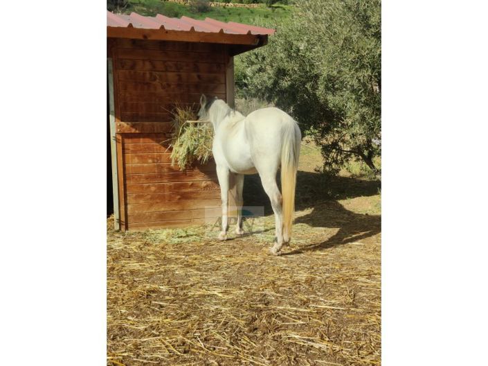 Image No.1-Maison de campagne de 2 chambres à vendre à Villanueva de la Concepción