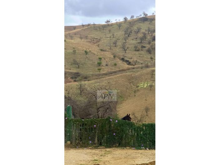 Image No.32-3 Bed Country House for sale