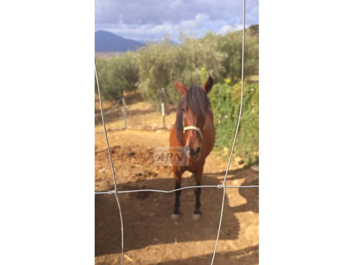 Image No.34-3 Bed Country House for sale