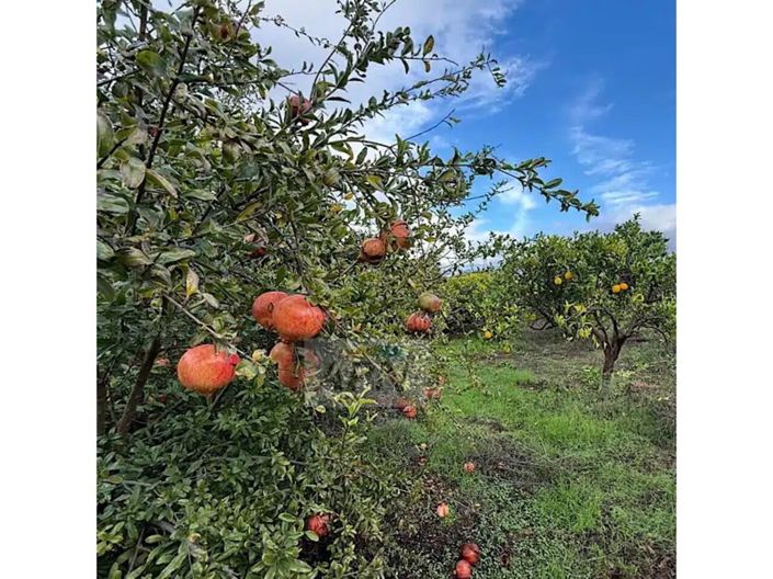 Image No.45-6 Bed Country House for sale