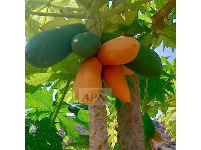 Image No.46-6 Bed Country House for sale