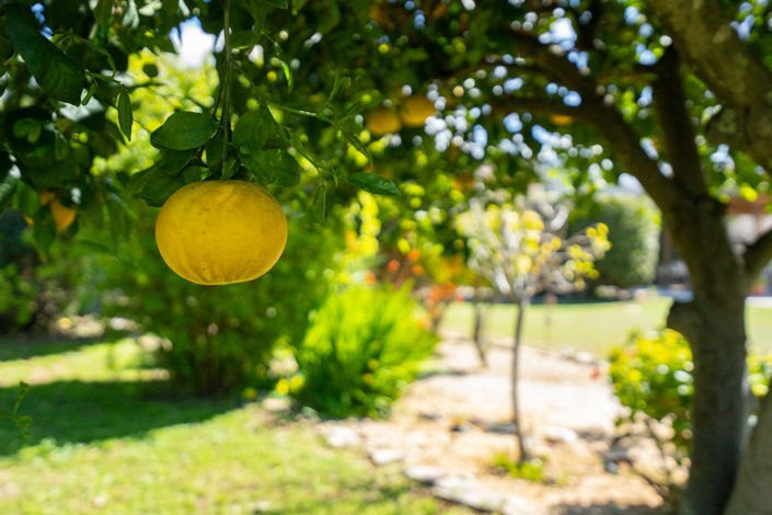 Image No.49-6 Bed Villa for sale