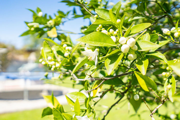 Image No.50-6 Bed Villa for sale