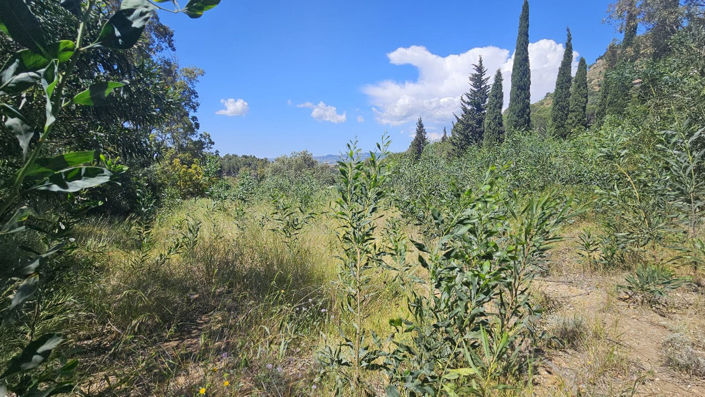 Image No.25-5 Bed Finca for sale