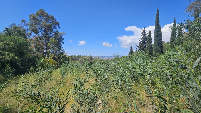 Image No.26-5 Bed Finca for sale