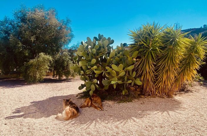 Image No.13-Maison de campagne de 5 chambres à vendre à Murcie