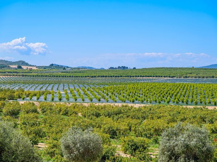 Image No.18-Appartement de 2 chambres à vendre à Algorfa