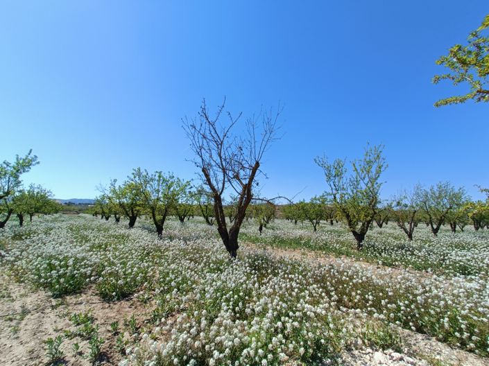 Image No.6-Villa de 3 chambres à vendre à Pinoso