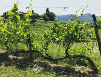 1 - Cividale del Friuli, Vineyard