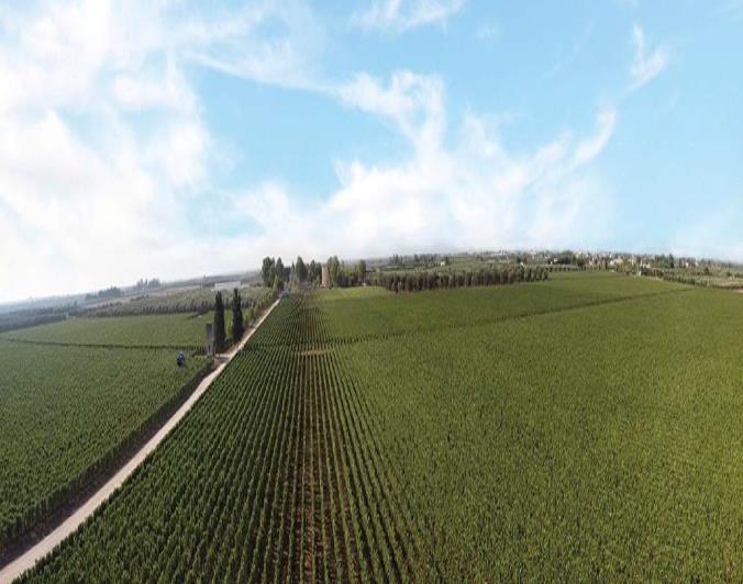 Image No.4-Vignoble de 20 chambres à vendre à Brindisi