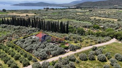 1 - Pelasgia, Property