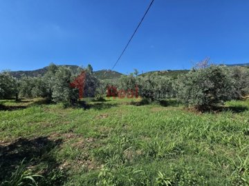 img7