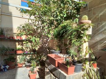 85-back-yard