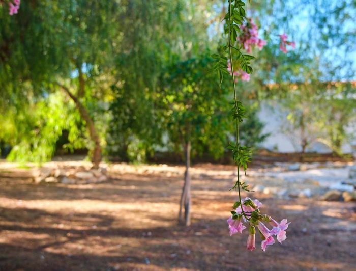 Image No.3-5 Bed Property for sale