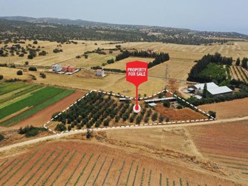 Field - Kouklia, Paphos