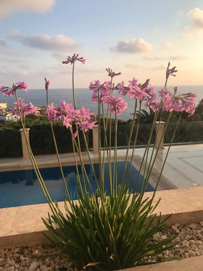 Image No.5-6 Bed Villa for sale