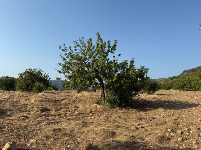 Image No.7-Terre à vendre à Paphos