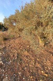 Residential Land For Sale  in  Ineia