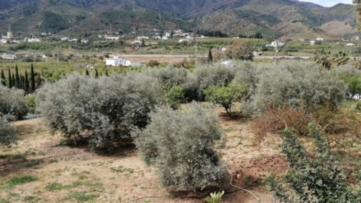 Image No.11-Country House for sale